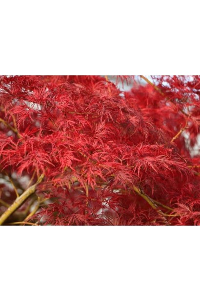 Осіннє забарвлення клена віялового ’Emerald Lace’